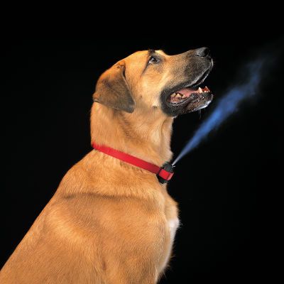 Collar anti-ladridos