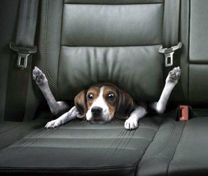 Perro asustado en el coche