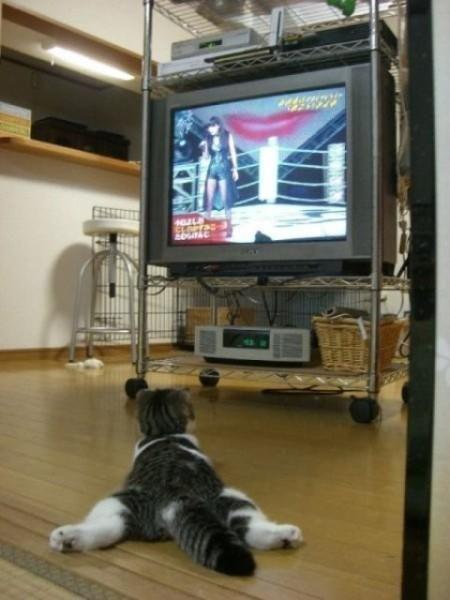 Gato mirando la televisión