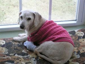 Chanel, la perra más vieja del mundo