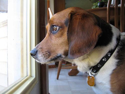Perro mirando por la ventana