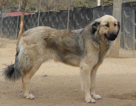 Tilin, perra en adopción