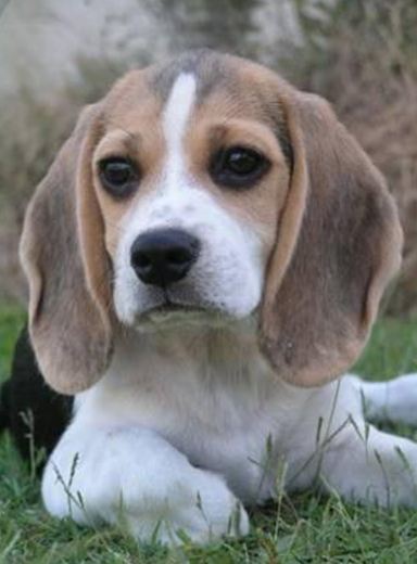 Perro tumbado en el cesped