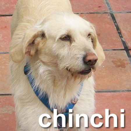 Chinchi Chinchi, perro en adopción