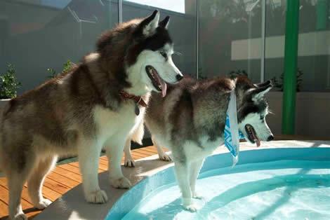 Perros entrando en piscina