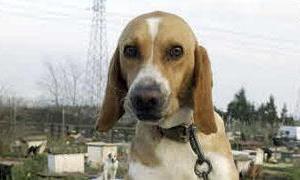 Perro abandonado