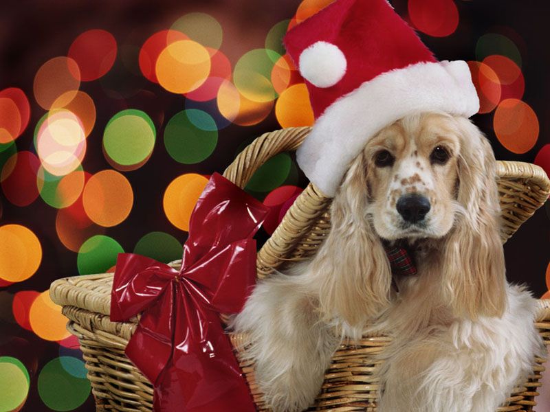 Perro regalo de Navidad