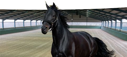 Doma clásica de caballos