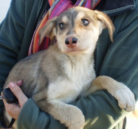 Liu Liu, perro en adopción