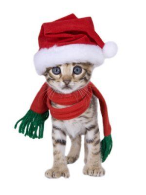 Gato navideño