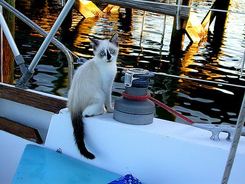 Gato en un barco