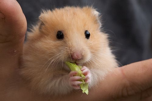 Hamster comiendo