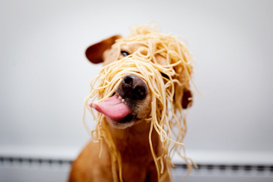 Perro con espaguetis sobre la cabeza