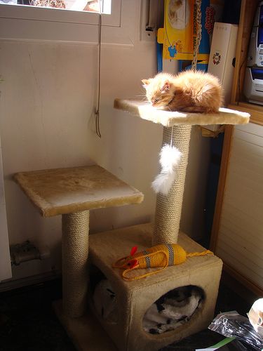 Rascador gatos Rascador de gatos