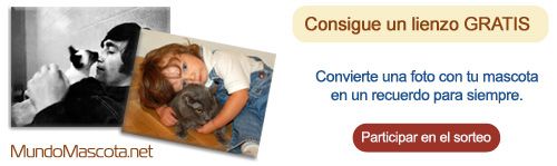 Sorteo lienzo con foto de mascota Sorteo lienzo con foto de mascota