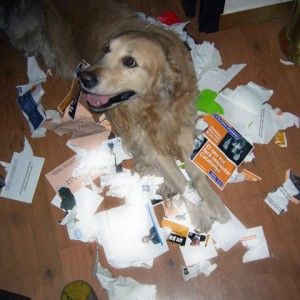 Perro rompiendo papeles