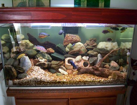 Empleado favorito Favor Cuántos peces caben en un acuario? - Te lo explicamos