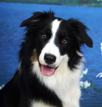 Perro Border Collie