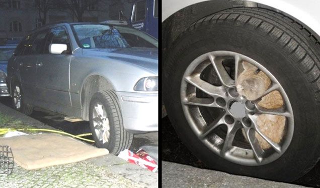 Gato atrapado en una rueda