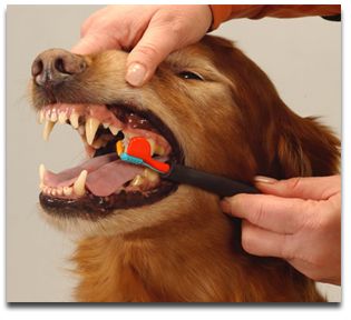 Limpieza de dientes en perro