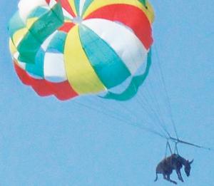 Anapka en paracaidas
