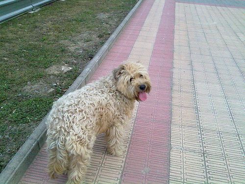Perro paseando por la calle