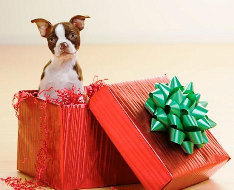 Perro en caja regalo