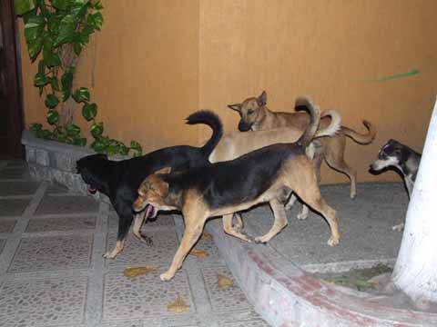 Perros callejeros