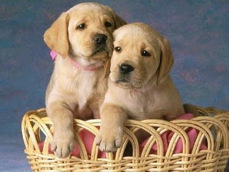 Perros cachorros