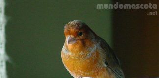 Pájaro en su momento de ocio