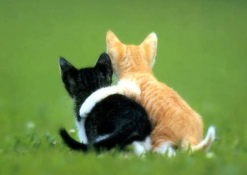 Gatitos