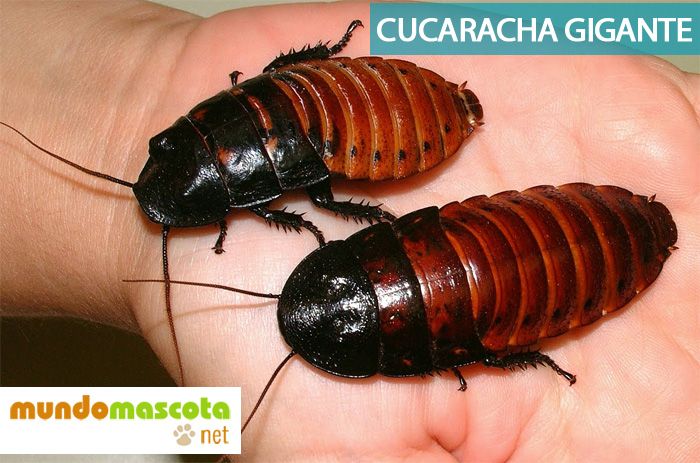 Cucarachas gigantes