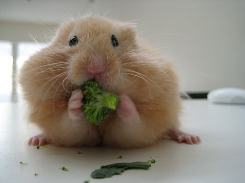 Hámster comiendo broccoli