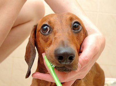 Cepillado de dientes en perros