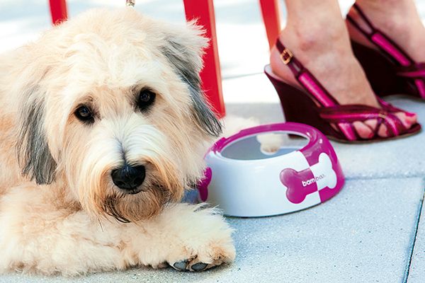 Perro esperando su comida