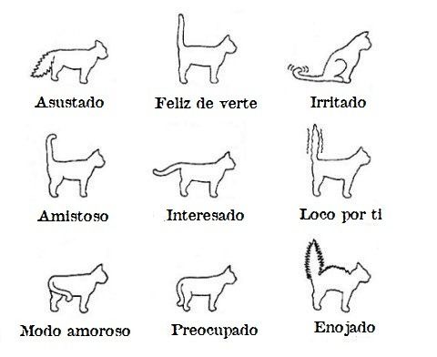 Lenguaje corporal de gatos