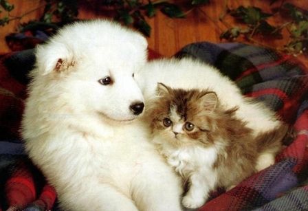 Cachorro y gatito
