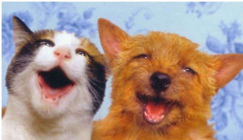 Perro y gato feliz