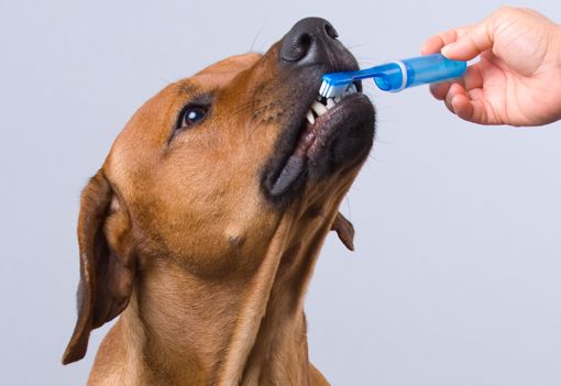 Cepillar los dientes al perro