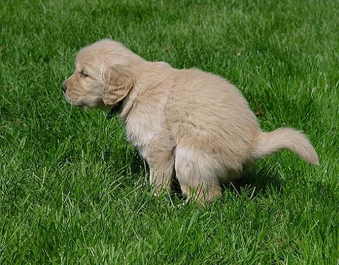 Perros y excrementos