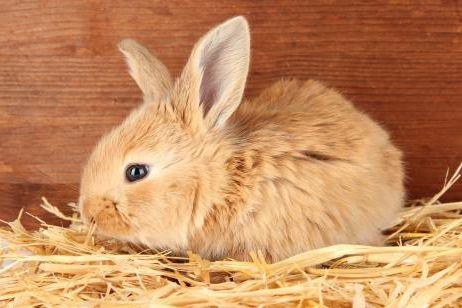 Conejo en casa