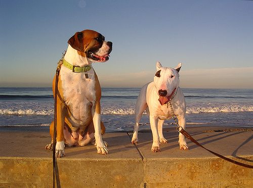 Perros en la playa
