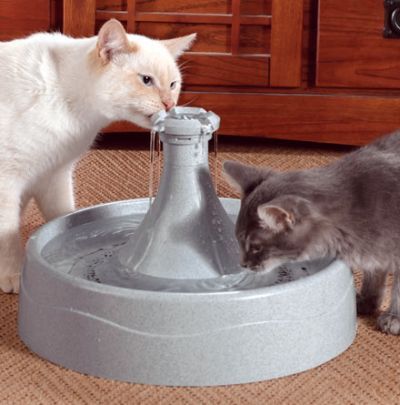 Gatos bebiendo agua