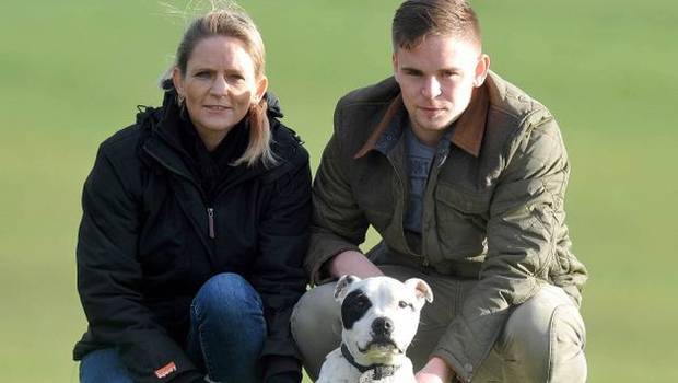 Perro perdido en Gales