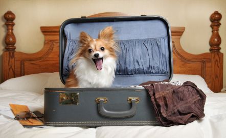 Perro en maleta