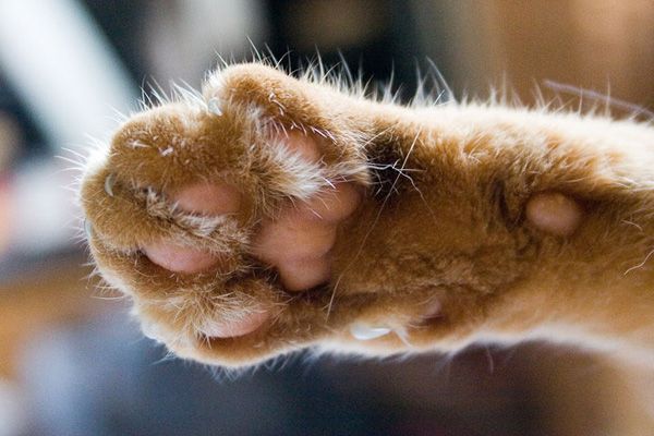 Patas de gatos