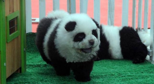 Perro Panda