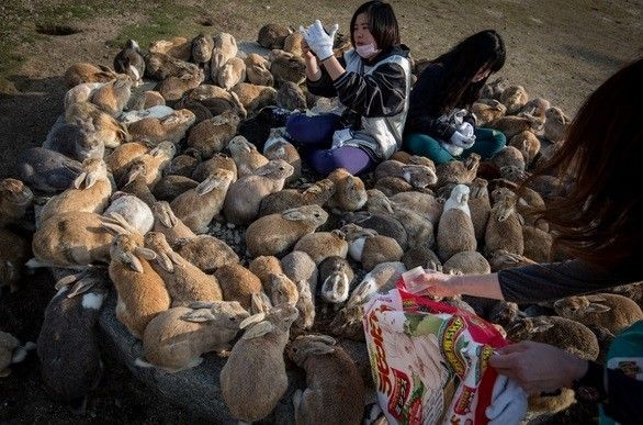 Isla de los Conejos en Japón