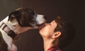 Lametazo de un perro