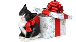 Regalo de gatos